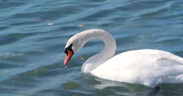 Krásné bílé labutě plavat v moři. — Stock video