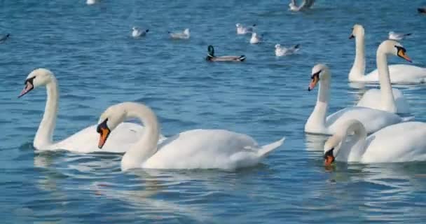 Beautiful white swans swim in the sea. — Stock Video