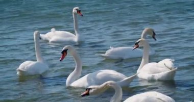 güzel beyaz kuğu denizde yüzmek.