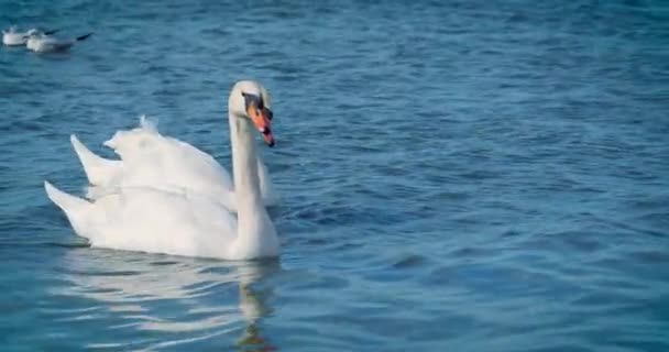Красивые белые лебеди плавают в море . — стоковое видео