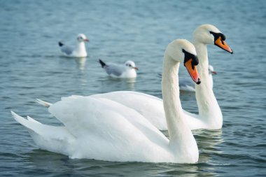 Denizin üzerinde beyaz kuğu. Yaban hayatı. Okyanus.