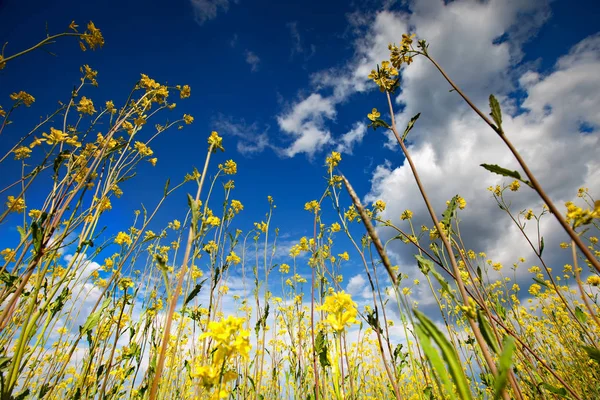 Belos campos de flores silvestres amarelas brilhantes. Verão. Feijão de inverno. Barbarea . — Fotografia de Stock