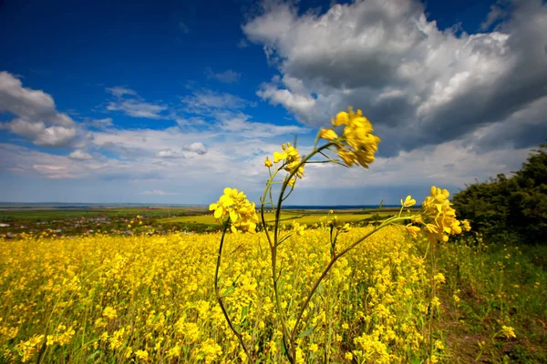美丽的田野，亮黄色的野花。夏天。冬天的来临。巴尔巴地区. — 图库照片