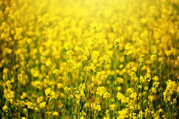 Nádherná pole jasně žlutých divokých květin. Letní. Zimní překzení. Barbaroblast. — Stock fotografie
