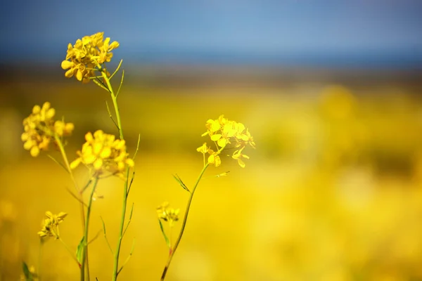 Beautiful fields of Bright yellow wild flowers. Summer. Winter cress. Barbarea. — Stock Photo, Image