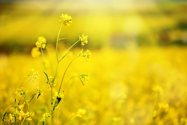 鮮やかな黄色の野生の花の美しいフィールド。夏。冬のクレスバーバリア. — ストック写真
