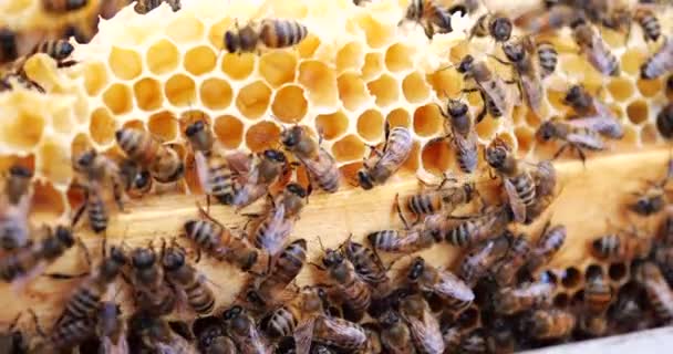 Abelhas de trabalho na colmeia. Abelhas convertem néctar em mel e cobrem-no em favos de mel . — Vídeo de Stock