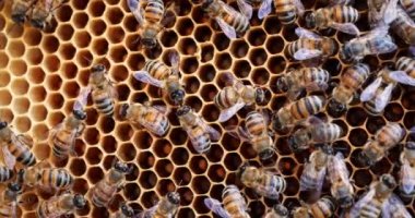 Kovanda çalışan arılar. Arılar nektarı bala dönüştürür ve bal peteğiyle kaplarlar..