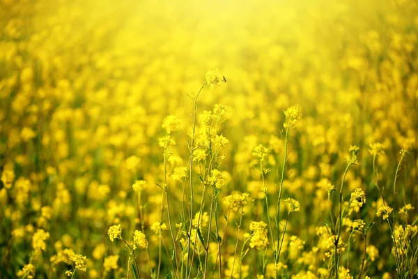 Schöne Felder mit leuchtend gelben Wildblumen. Sommer. Winterkresse. barbarea. — Stockfoto