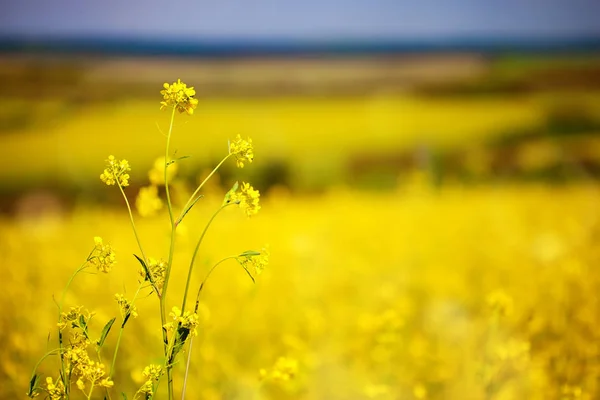 Schöne Felder mit leuchtend gelben Wildblumen. Sommer. Winterkresse. barbarea. — Stockfoto