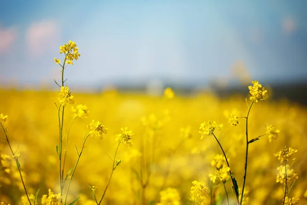 Nádherná pole jasně žlutých divokých květin. Letní. Zimní překzení. Barbaroblast. — Stock fotografie