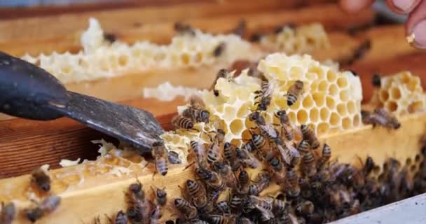 Molduras de uma colmeia de abelhas. Apicultor a colher mel. Apicultor a inspeccionar colmeia de abelhas. — Vídeo de Stock