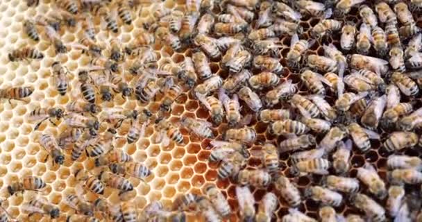 Abejas de trabajo en la colmena. Las abejas convierten el néctar en miel y lo cubren en panales . — Vídeos de Stock