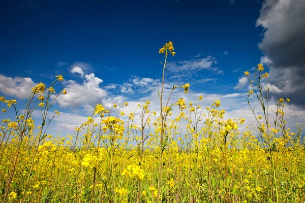 Schöne Felder mit leuchtend gelben Wildblumen. Sommer. Winterkresse. barbarea. — Stockfoto