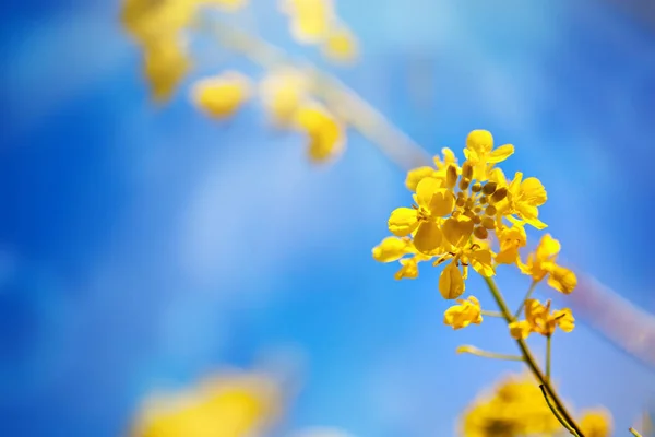 Schöne Felder mit leuchtend gelben Wildblumen. Sommer. Winterkresse. barbarea. — Stockfoto