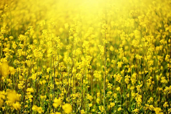 Belos campos de flores silvestres amarelas brilhantes. Verão. Feijão de inverno. Barbarea . — Fotografia de Stock