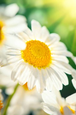 Bahçede güzel bir tarla papatyası. Yaz çiçekleri. Güzel çayır. Yaz arka planı.