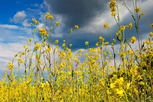 Belos campos de flores silvestres amarelas brilhantes. Verão. Feijão de inverno. Barbarea . — Fotografia de Stock