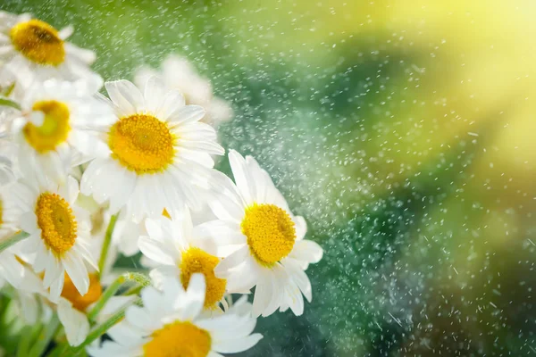 Mooie veld kamille in een tuin. Zomer bloemen. Fijne weide. Zomer achtergrond. Selectieve focus. — Stockfoto