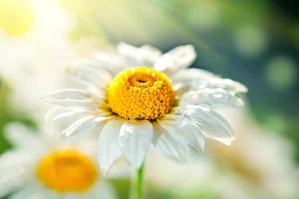 Mooie veld kamille in een tuin. Zomer bloemen. Fijne weide. Zomer achtergrond. Selectieve focus. — Stockfoto