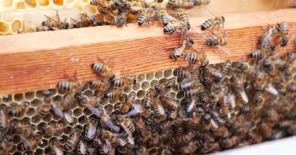 Ramar av en bikupa. Biodlaren skördar honung. Biodlaren inspekterar bikupan. — Stockvideo