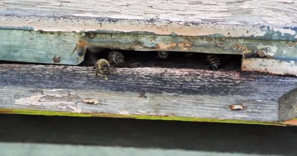 Zeitlupe von Honigbienen, die mit verschwommenem Hintergrund um den Bienenkorb fliegen. Imkerei. — Stockvideo