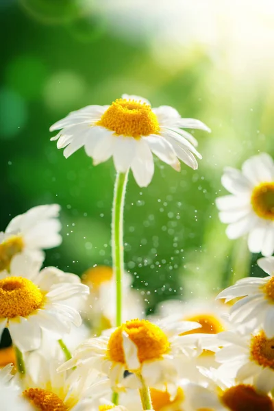 Mooie veld kamille in een tuin. Zomer bloemen. Fijne weide. Zomer achtergrond. — Stockfoto