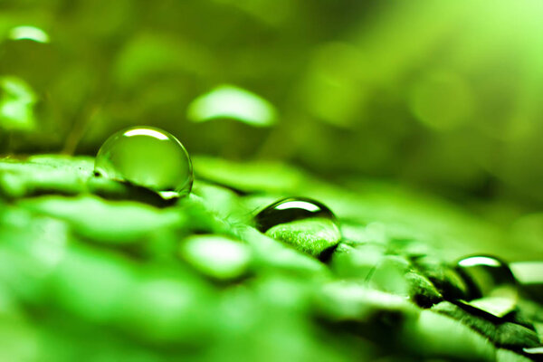 Large beautiful drops of transparent rain water on a green leaf. Macro. Natural background. Selective focus.