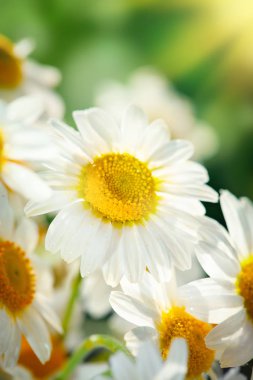 Bahçede güzel bir tarla papatyası. Yaz çiçekleri. Güzel çayır. Yaz arka planı.