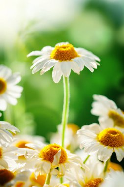 Bahçede güzel bir tarla papatyası. Yaz çiçekleri. Güzel çayır. Yaz arka planı.