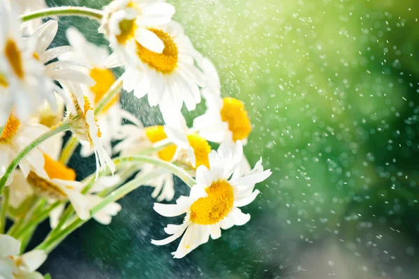 Krásné pole s heřmánkového v zahradě. Letní květiny. Pěkná louka. Letní zázemí. Selektivní zaměření. — Stock fotografie