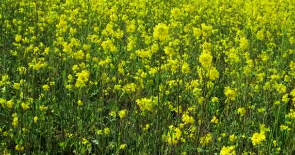 Прекрасне поле яскраво-жовтих квітів. Літній пейзаж . — стокове відео