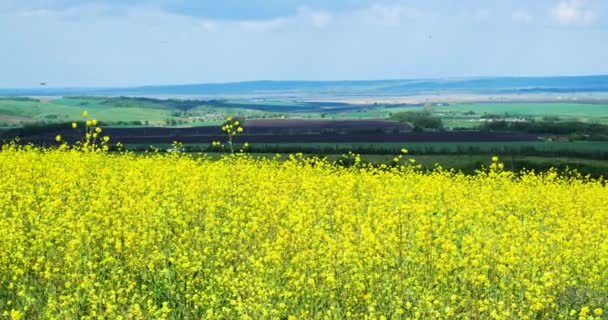 Schönes Feld mit leuchtend gelben Blüten. Sommerlandschaft. — Stockvideo