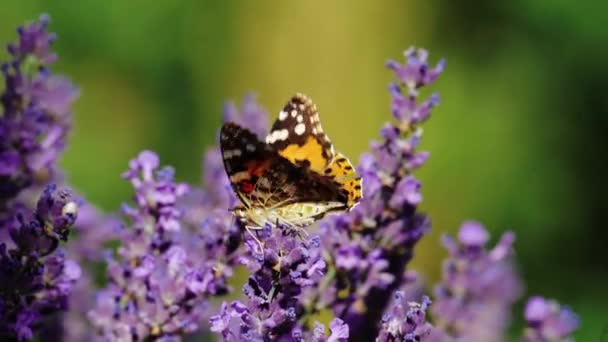 Mooie vlinder op een bloem. Zomerveld. Slow motion shot. — Stockvideo