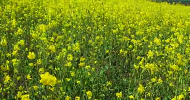 Schönes Feld mit leuchtend gelben Blüten. Sommerlandschaft. — Stockvideo