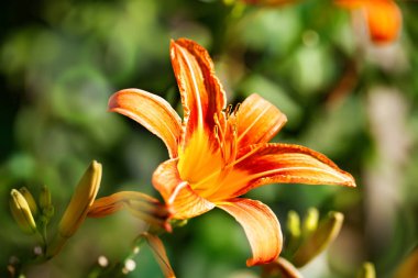 Bahçedeki kaplan zambakları. Duvar kağıdı ya da arka plan olarak kullanılabilir. Yatay olarak. Seçici odak.