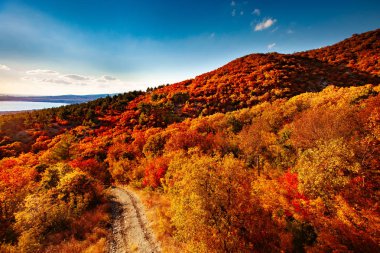 Sonbahar manzara güzel renkli ağaçlar. Harika pitoresk arka plan. Seçici odaklama.