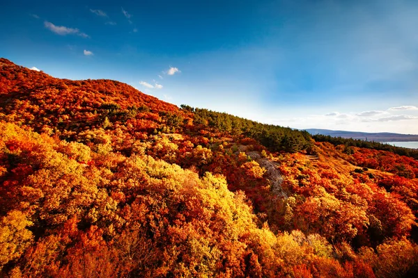 Sonbahar manzara güzel renkli ağaçlar. Harika pitoresk arka plan. Seçici odaklama.