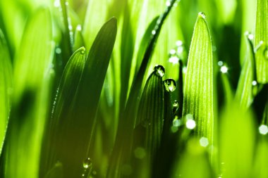 Makro. Arka plan, yeşil çimlere su damlaları. Masaüstü arkaplanı. Seçici odak.