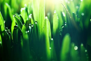 Makro. Arka plan, yeşil çimlere su damlaları. Masaüstü arkaplanı. Seçici odak.