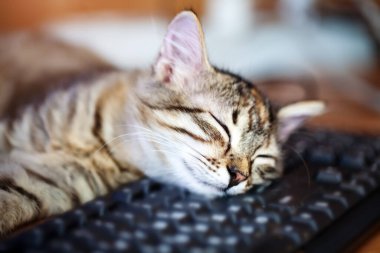 Klavyenin üzerinde yatan mutlu kedi yavrusu. Evde sıcak bir sabah. Kopyalamak için alanı olan bir arka plan. Seçici odaklanma. Yatay.