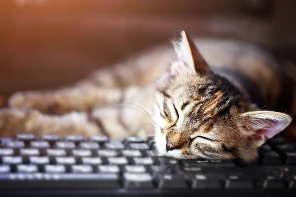 Klavyenin üzerinde yatan mutlu kedi yavrusu. Evde sıcak bir sabah. Kopyalamak için alanı olan bir arka plan. Seçici odaklanma. Yatay.