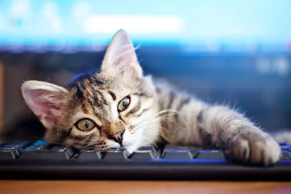 Feliz gatinho bonito deitado no teclado. Manhã acolhedora em casa. Fundo com espaço para cópia. Foco seletivo. Horizontal. — Fotografia de Stock