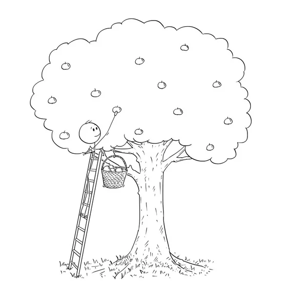 Karikatur eines Mannes auf der Leiter, der Obst vom Apfelbaum pflückt — Stockvektor