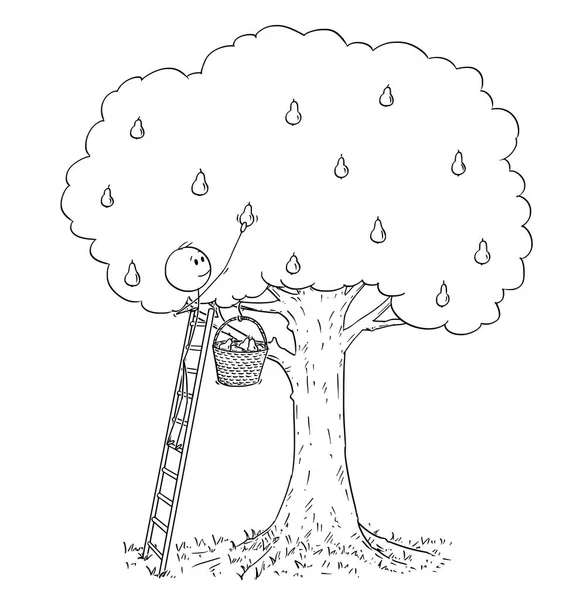 Cartone animato dell'uomo sulla scala che raccoglie frutta dall'albero della pera — Vettoriale Stock