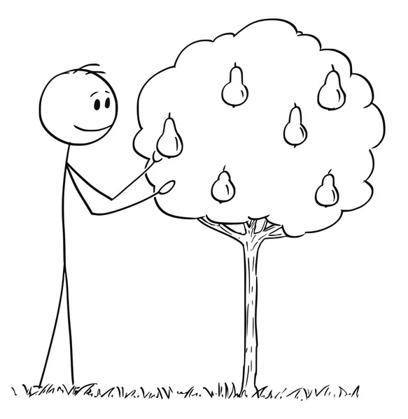 Cartoon of Man Picking Fruit From Small Pear Tree - Stok Vektor