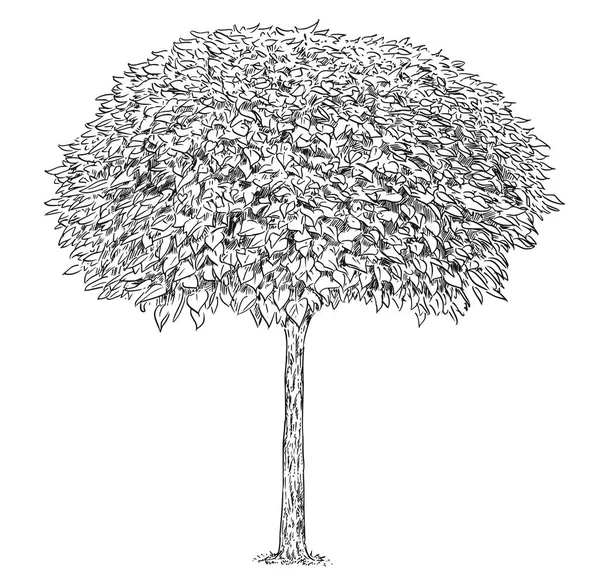 Fekete-fehér rajz Catalpa fa — Stock Vector