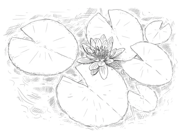 Dibujo de la flor de la planta de ninfa y hojas en el agua — Archivo Imágenes Vectoriales