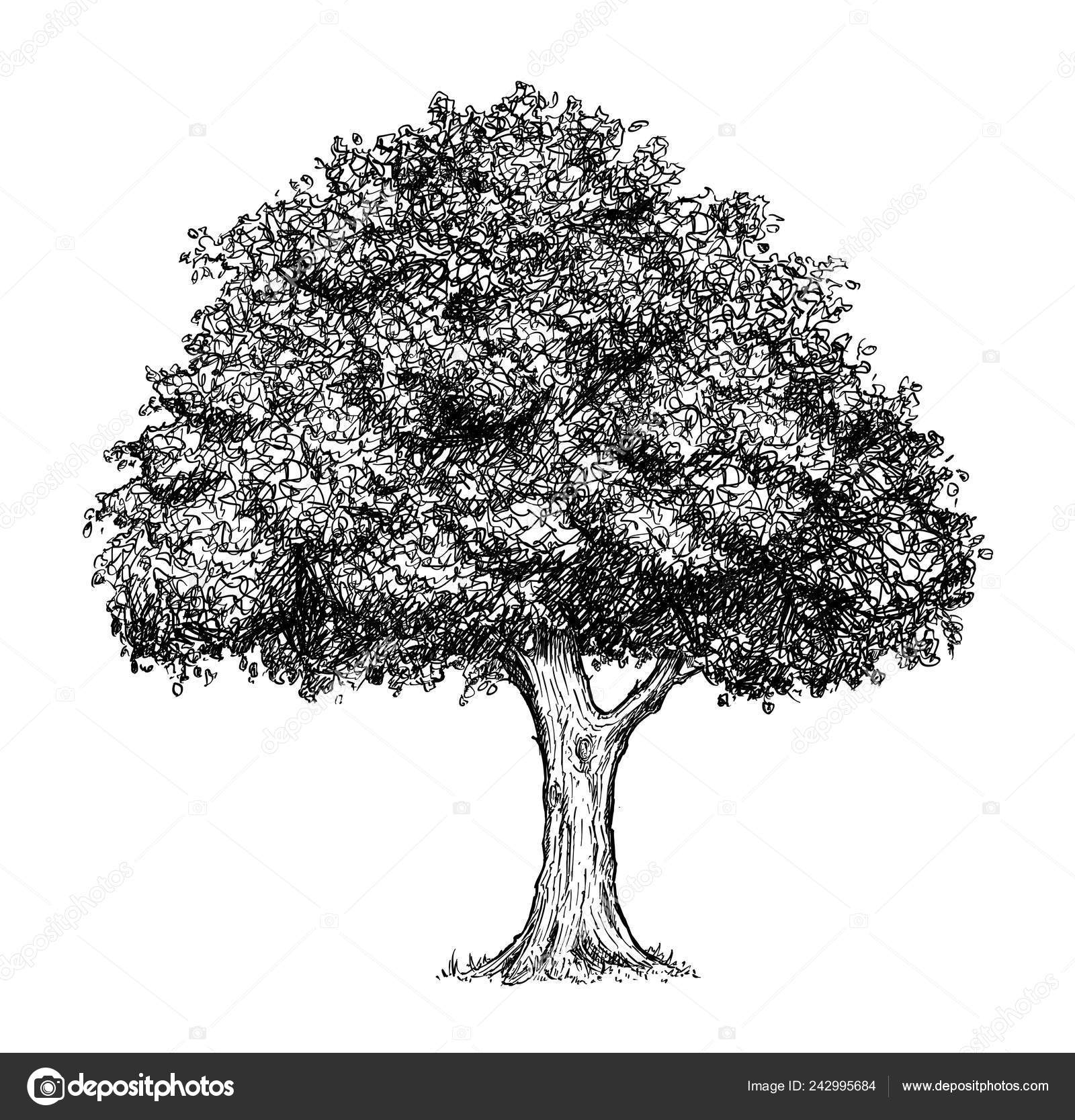 Cartoon Drawing of Tree Stock Photo by ©ursus@ 242995684