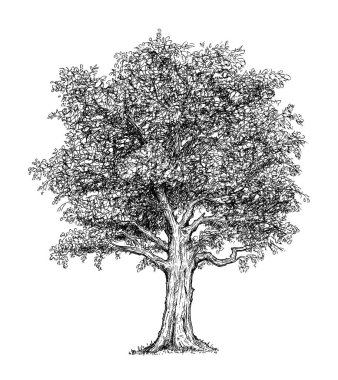 Cartoon Drawing of Tree clipart